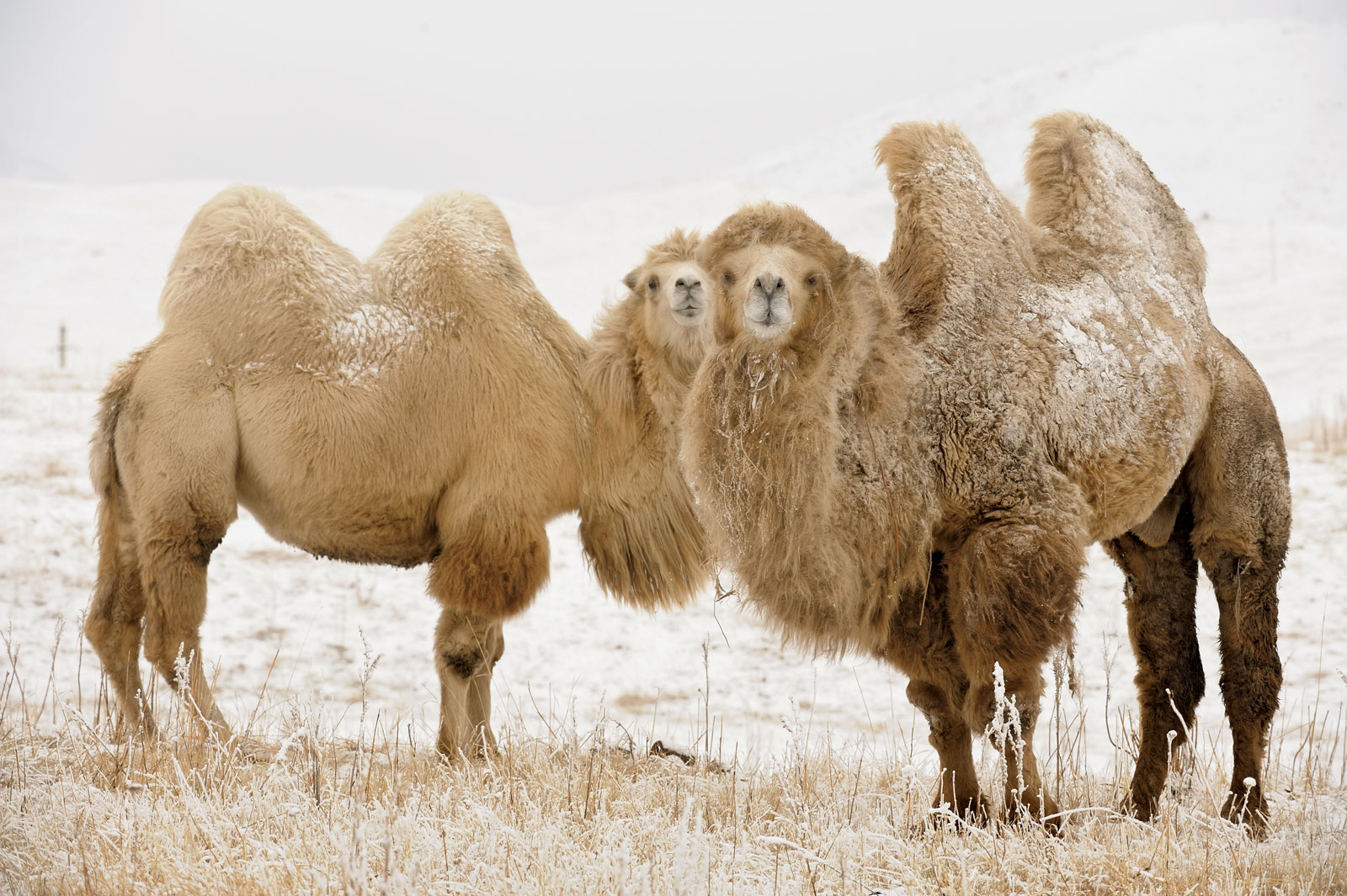 bactiancamel