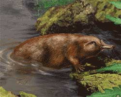 kollikodon