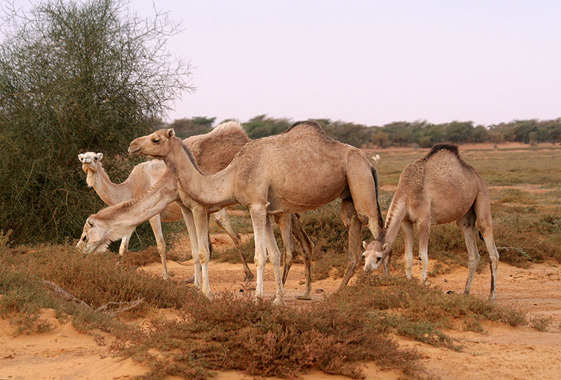 camelusdromedarius