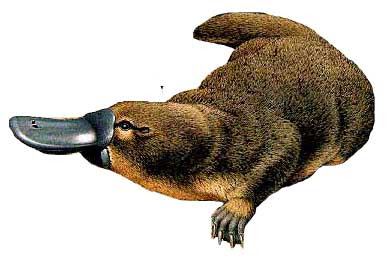 platyops