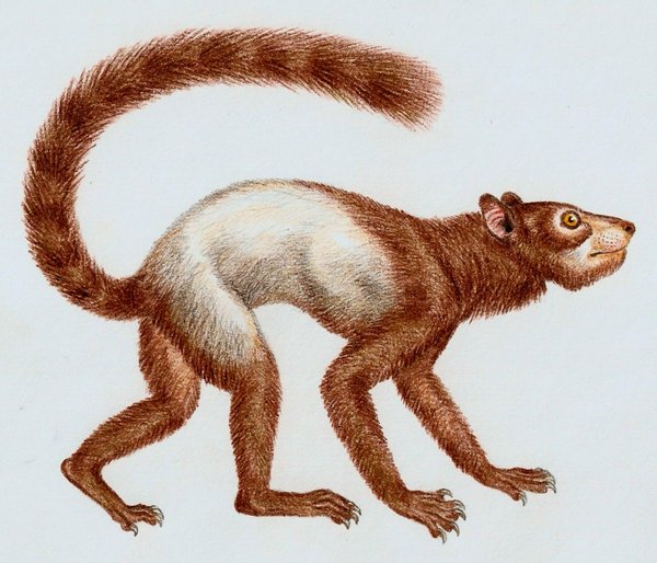 Plesiadapis