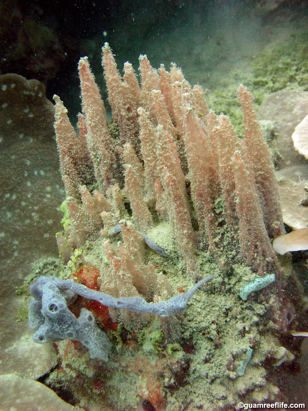 porifera