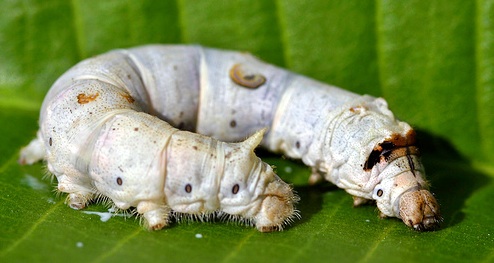 worm