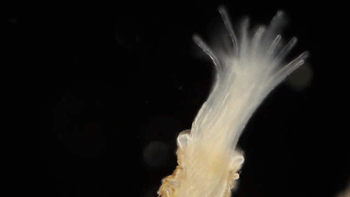 bryozoa