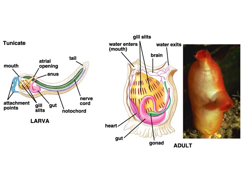 Tunicates