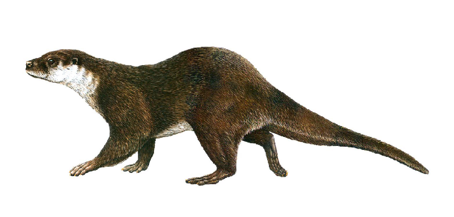 Pholidota