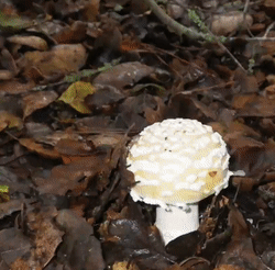 amanita