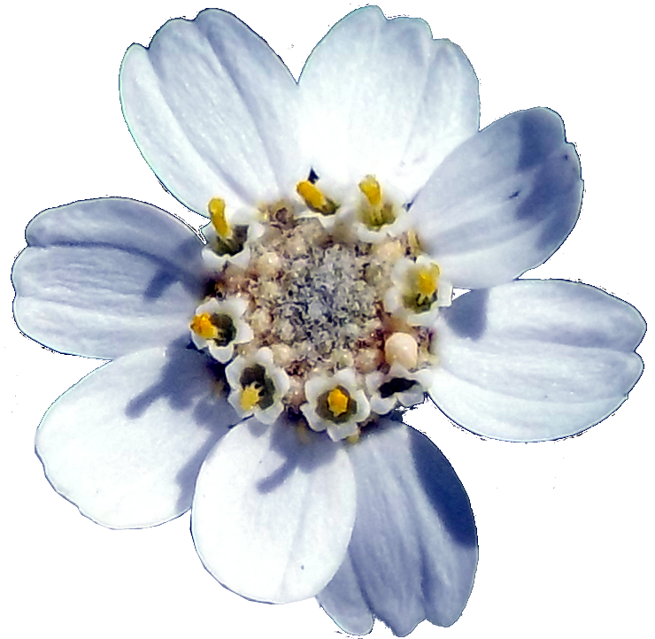 blumke