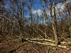 images/tn_z03d15.gif