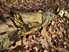 images/tn_z03d15.gif
