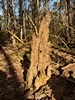 images/tn_z03d15.gif