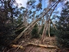 images/tn_z03d15.gif