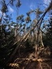 images/tn_z03d15.gif