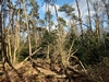 images/tn_z03d15.gif