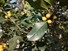 images/tn_z03d15.gif