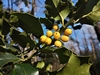 images/tn_z03d15.gif