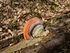 dommel20230415