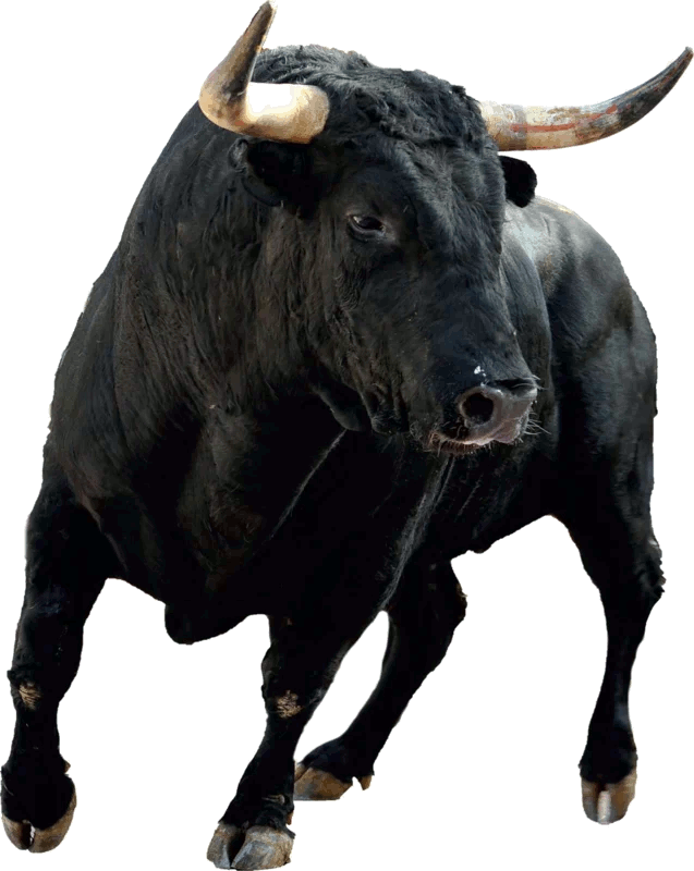 stier
