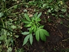 erste hennebos 20230515