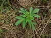 erste hennebos 20230515