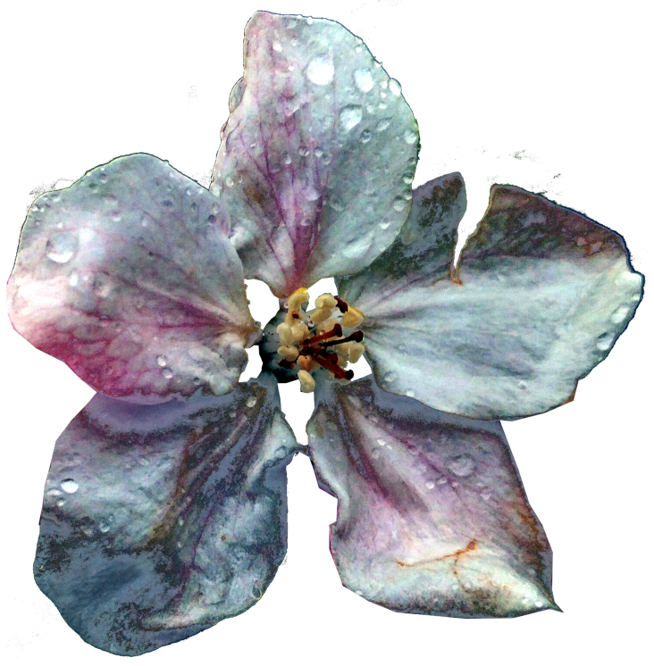 appelbloem