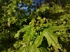 keersopIMG_20230503