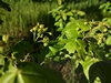 keersopIMG_20230503