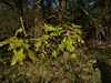 keersopIMG_20230503