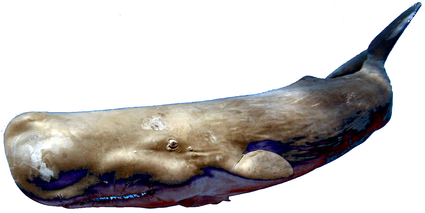 porphyrios