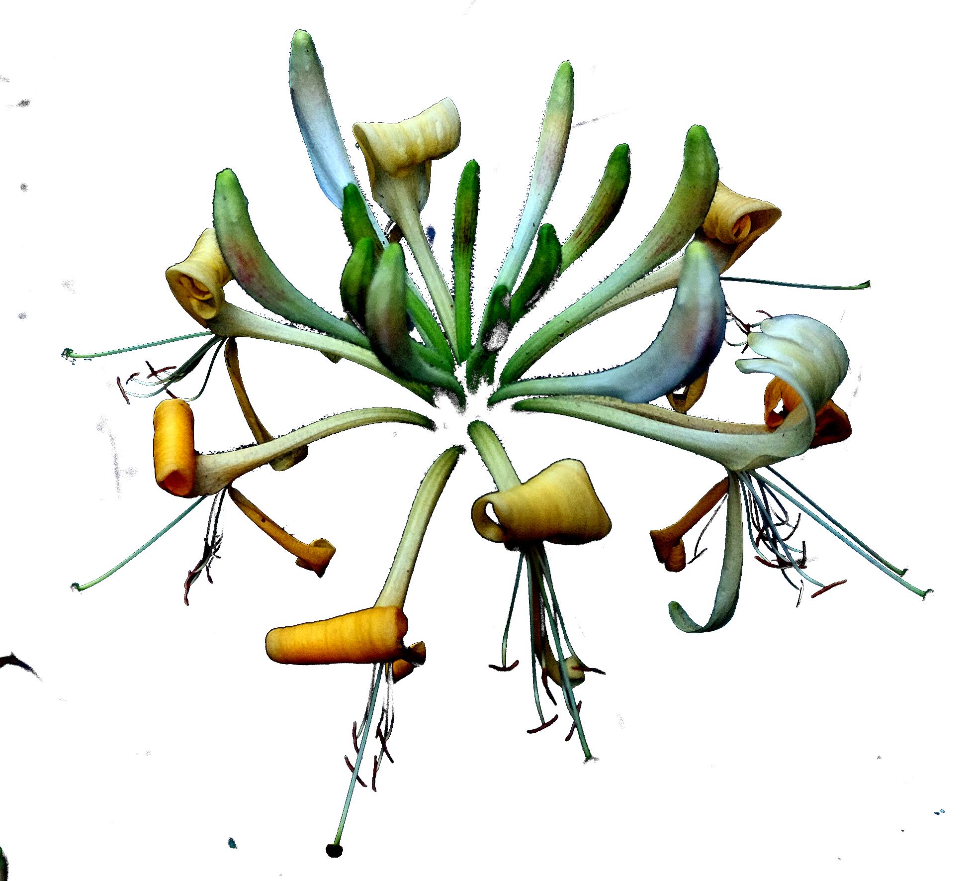 bloemtros