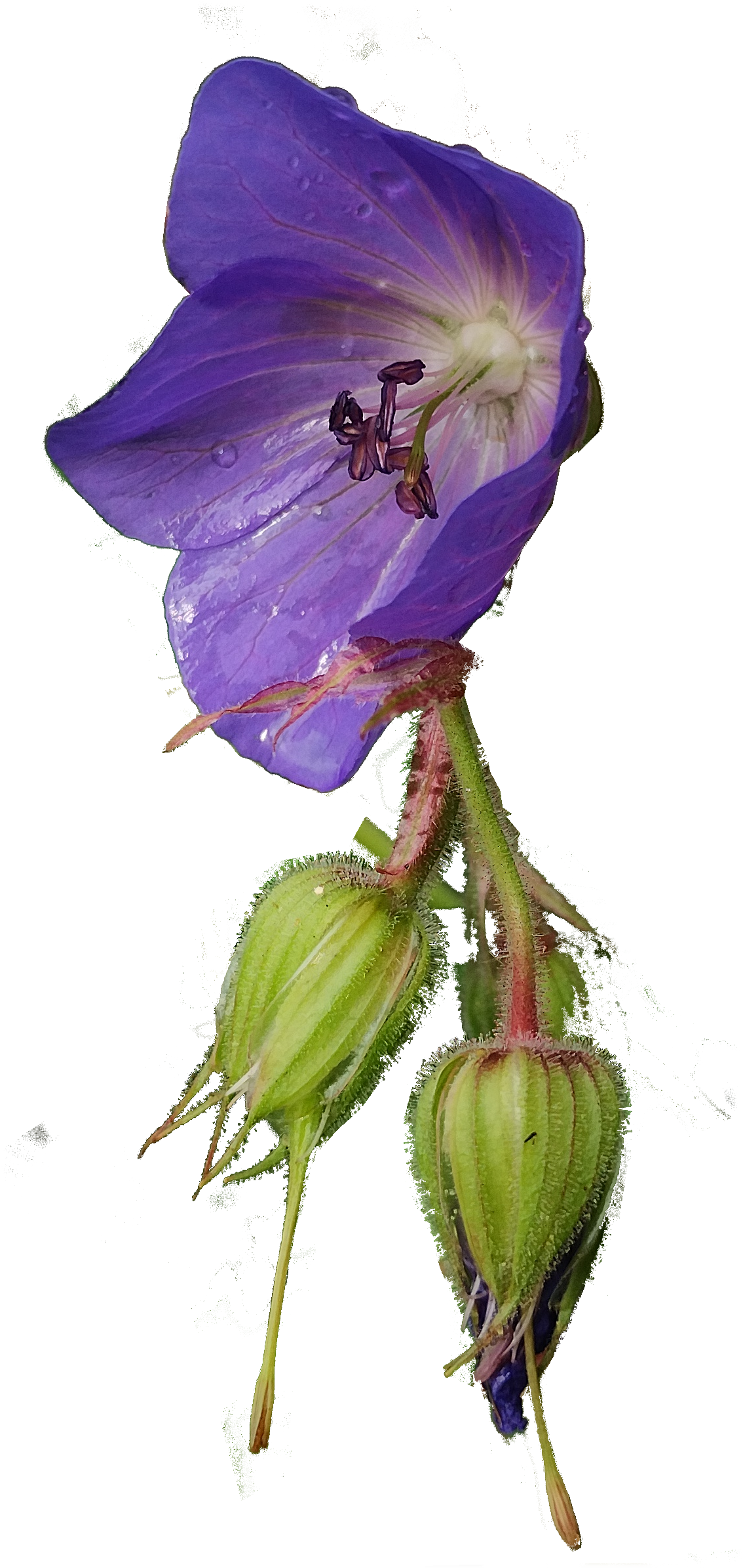 bloem