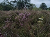 leersop20230723