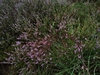 leersop20230723