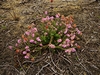 leersop20230723
