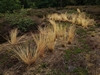 leersop20230723