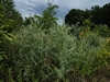 leersop20230730