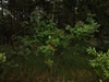 keersop20230811