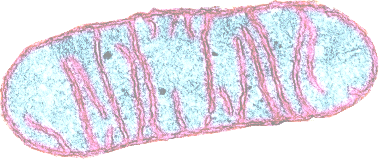 iodidimonas