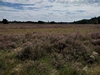 dommel20230822
