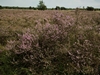 dommel20230822