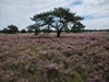dommel20230822
