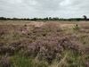 dommel20230822