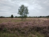 dommel20230822