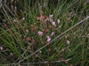 dommel20230822