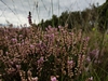 dommel20230822