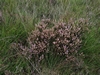 dommel20230822