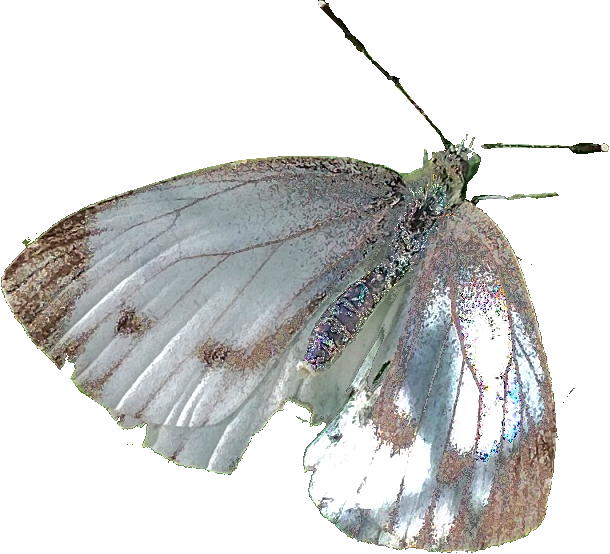 vlinder