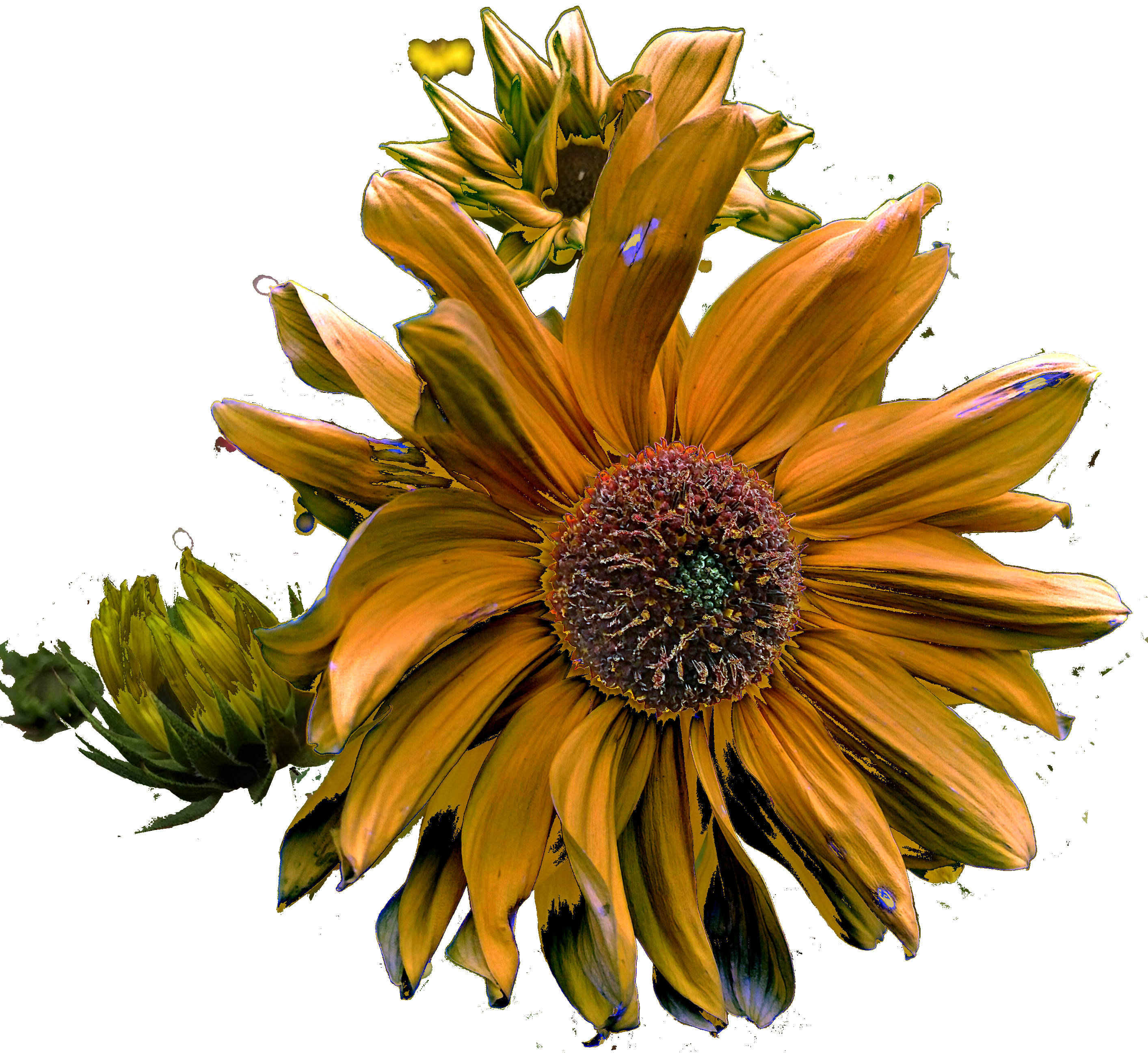 bloem