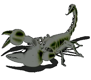 schorpioen