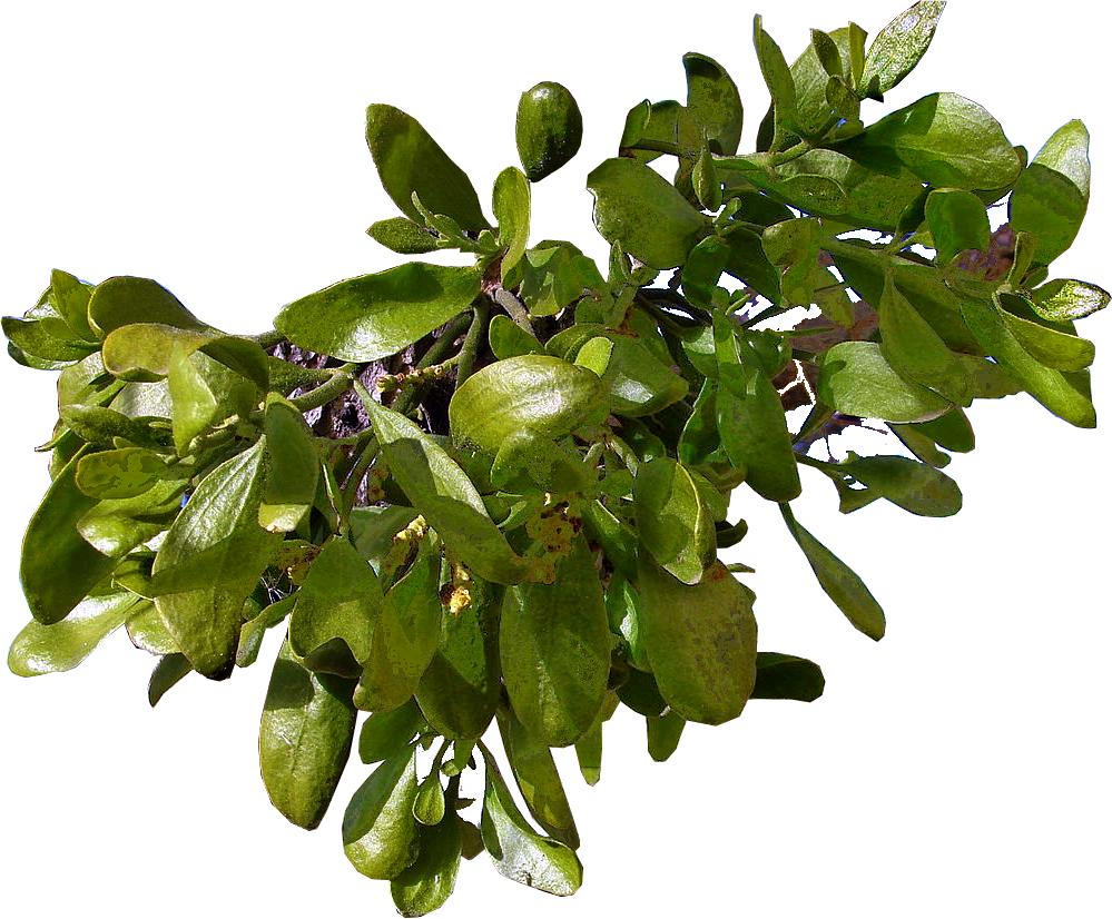 mistletoe